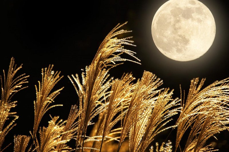 Pleine lune de la fertilité au-dessus d'un champ de blé