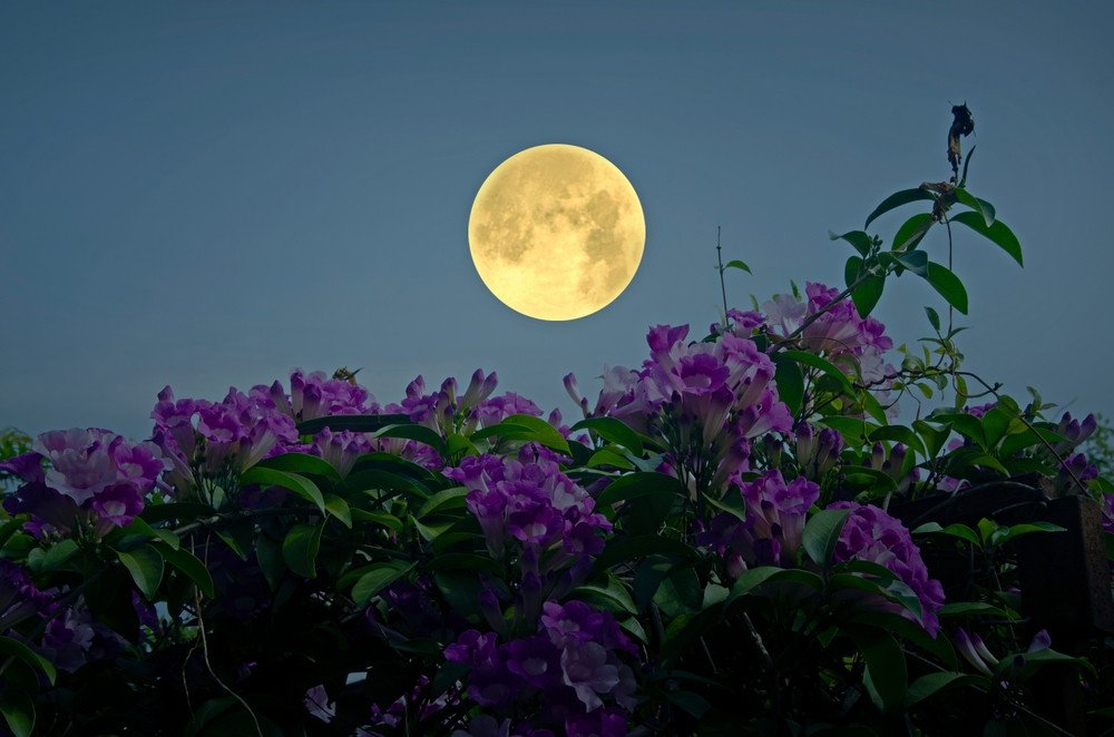 Lune pleine au-dessus de glycines violettes appelée lune des près