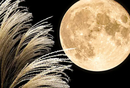 Pleine lune des herbes avec herbes sauvages.