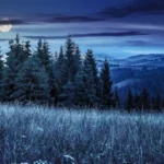 Pleine lune des herbes dans une prairie d'herbes hautes avec forêts de sapins
