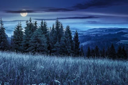 Pleine lune des herbes dans une prairie d'herbes hautes avec forêts de sapins