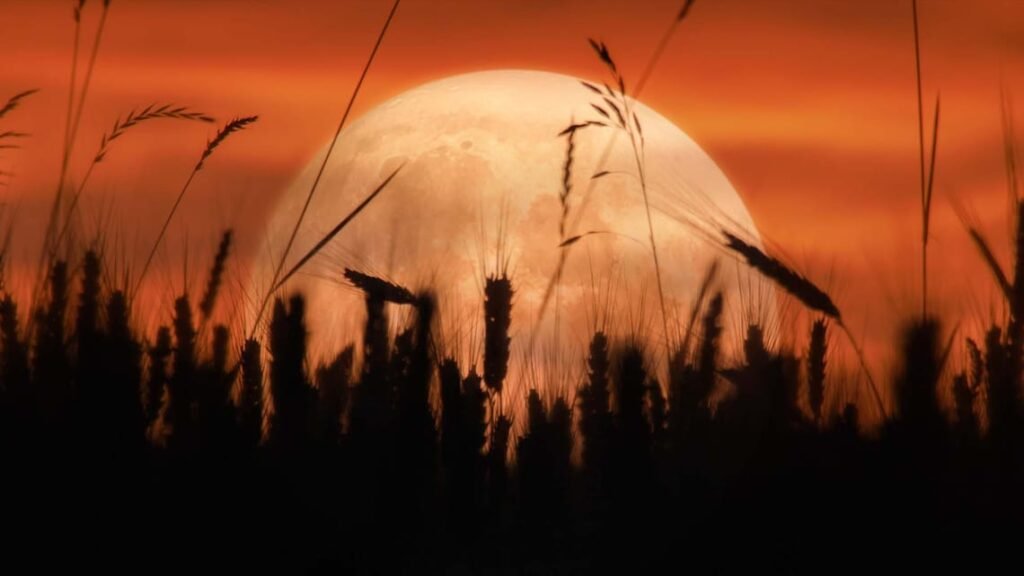Pleine lune levée berçant de sa lumière la deuxième récolte des moissons