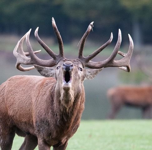 Cerf en rut qui brame.