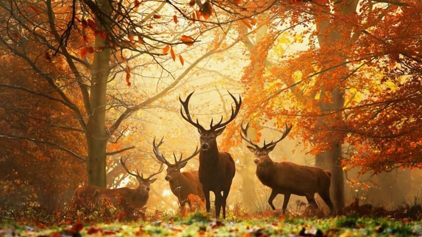 Lune de Cernunnos, lune du Cornu sous la bienveillance deds cerfs à l'équinoxe d'automne