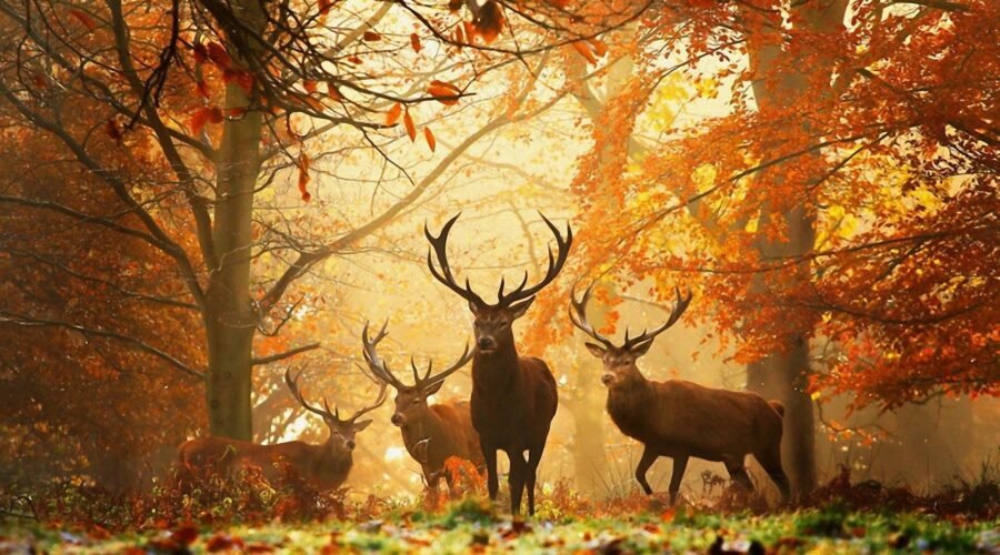 Lune de Cernunnos, lune du Cornu sous la bienveillance deds cerfs à l'équinoxe d'automne