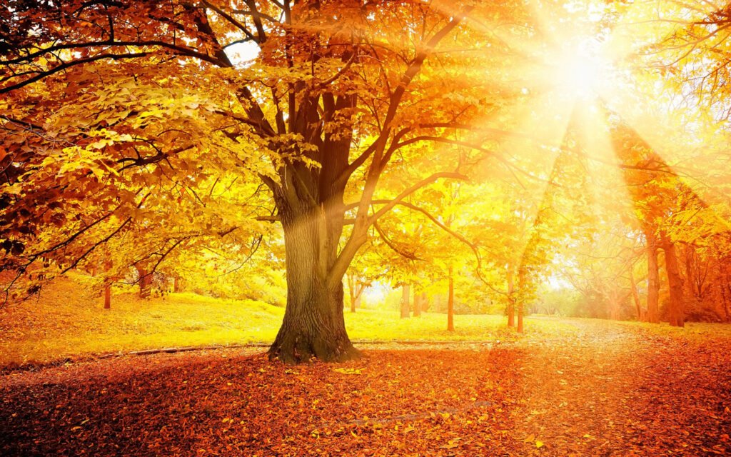 Parc aux couleurs de l'équinoxe et son soleil automnale