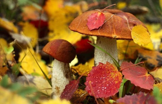 Cèpes sous les feuilles aux couleurs de l'automne