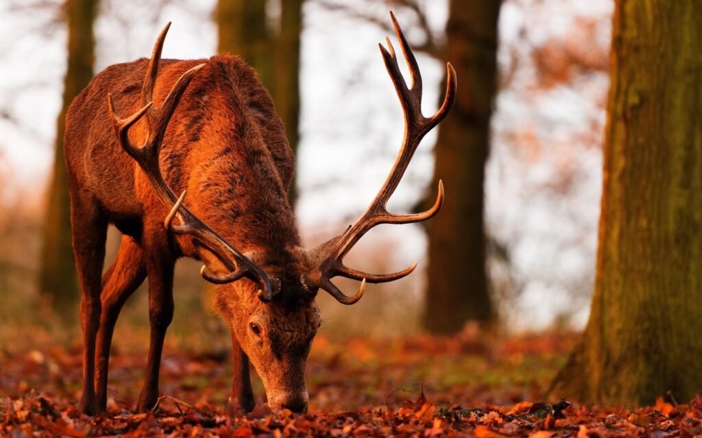 Cerf à l'heure du crépuscule dans une forêt parée de ses couleurs automnales chez Le Chêne Enchanté.