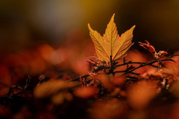 Feuille orangée d'un arbre se préparant à l'hiver lors de l'esbat de sang du mois d'octobre.