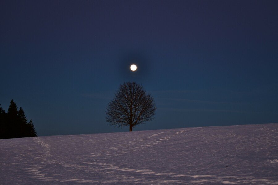 Pleine lune des neiges dans un paysage enneigé au-dessus d'un arbre dépourvu de feuilles chez Le Chêne Enchanté.