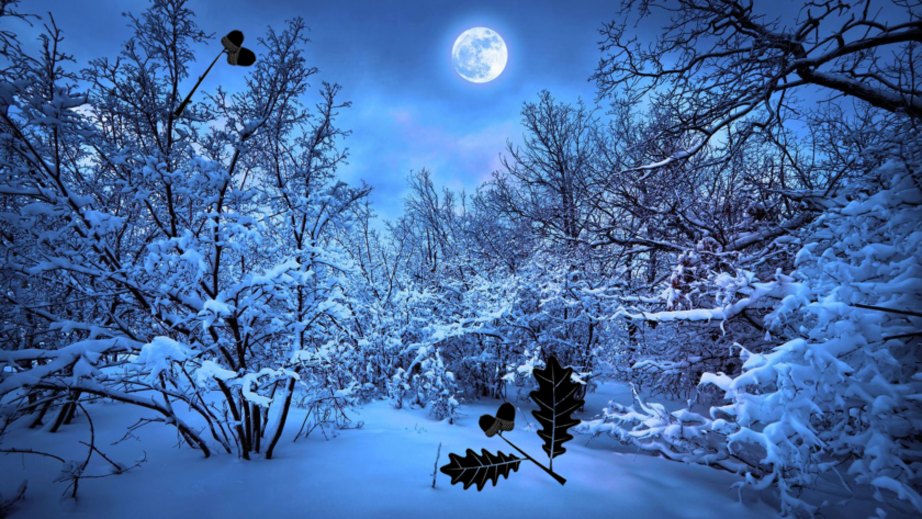 Lune de chêne dans une forêt hivernale enneigée chez Le Chêne Enchanté.