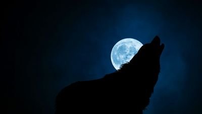 Lune pleine lumineuse de janvier faisant de l'ombre à un loup appelant sa meute pour l'article de l'esbat du loup chez Le Chêne Enchanté.