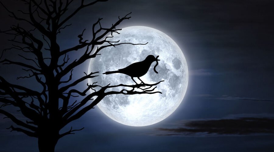 Lune du corbeau chez Le Chêne Enchanté, corbeau dans l'ombre de la pleine lune du mois de mars, perché sur une branche tenant dans son bec un ver