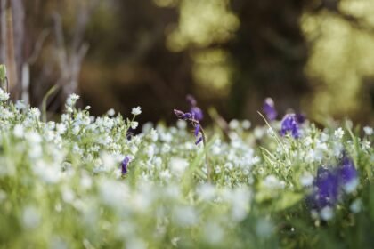 champs de fleurs blanches et violettes à l'orée d'une forêt symboles de l'arrivée du printemps pour l'article du sabbat d'Ostar, le réveil de la nature chez Le Chêne Enchanté.