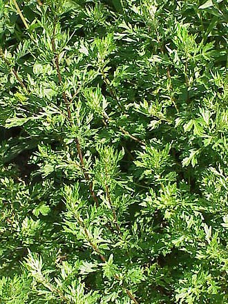 Armoise commune ou Armoise citronnelle (Artemisia vulgaris) est une espèce de plantes herbacées vivaces de la famille des Astéracées ou Composées (Asteraceae). Elle est commune dans les régions tempérées.