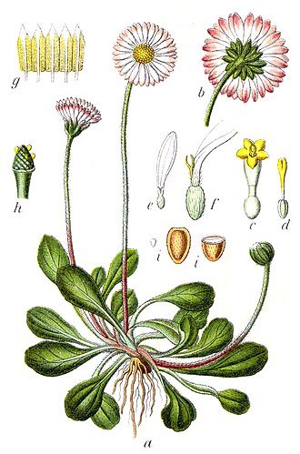 Marguerite, plante de la renaissance et de la pureté.