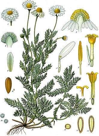 Camomille, plante de l'apaisement et de la protection des rĂŞves.