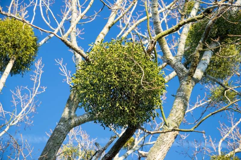 Le gui est également appelé par les francophones "bois de Sainte Croix", "glu", "verquet", "blondeau", "gu", "vert de pommier", "bouchon".