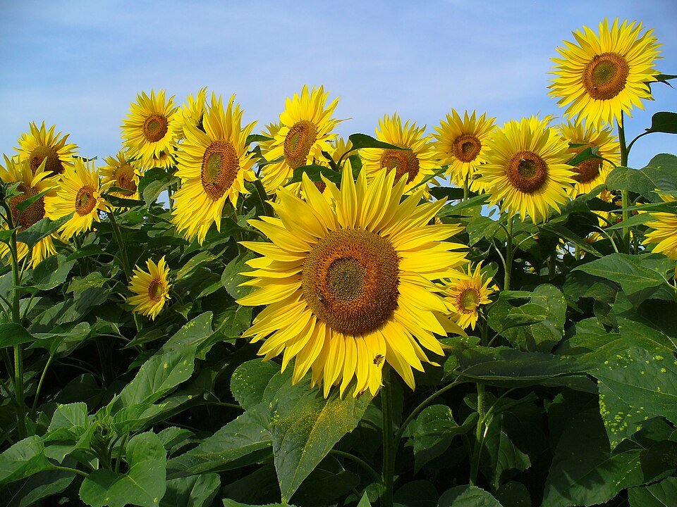 Tournesol, plante dont les graines servaient Ă faire de l'huile.