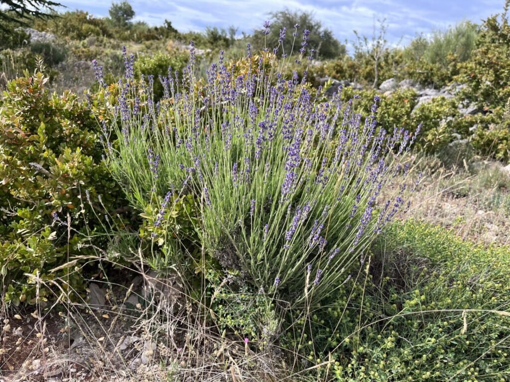 Lavande sauvage plante trouvée par les anciens Celtes et Nordiques qui fût consommée en infusions, cataplasmes, salades à leurs arrivées dans le Sud-est de la France.