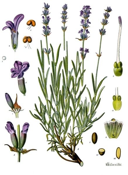 Lavande appelée également "plante de la paix et des âmes"