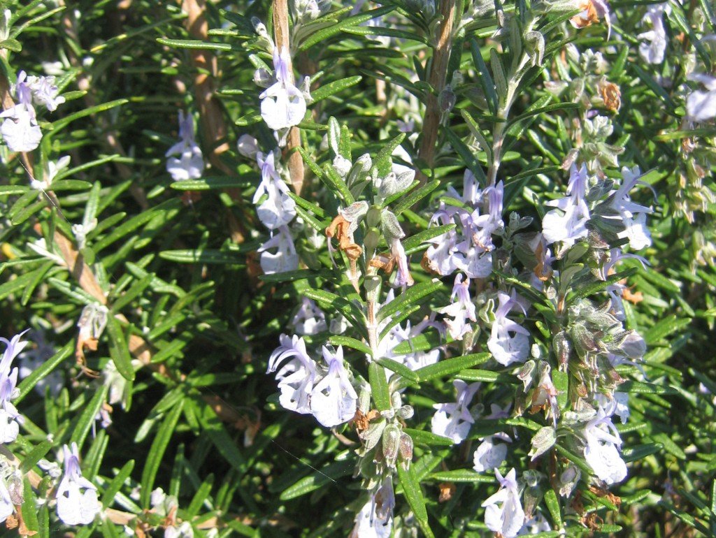 Romarin sauvage, plante trouvée par les anciens Celtes et Nordiques qui fût consommée en infusions, cataplasmes, salades à leurs arrivées dans le Sud-est de la France.