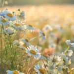 Champs de fleurs sauvages sous le soleil du 1er jour de l'été, Litha chez Le Chêne Enchanté.