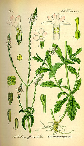 Verveine officinale appelée également "herbe des bardes et des oracles"