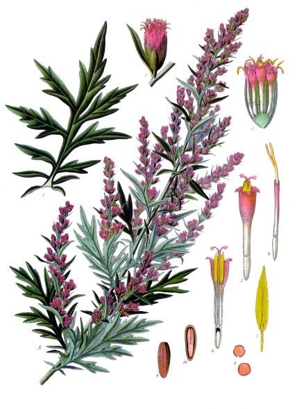 Armoise, plante de la clairvoyance et rites lunaires.
