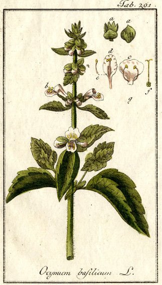 Basilic plante d'abondance et d'amour.