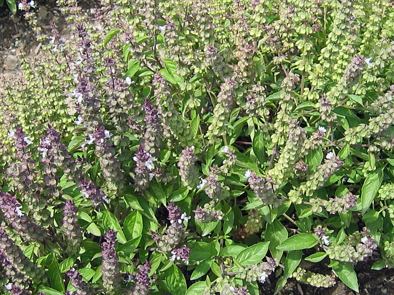 Basilic en fleurs, fut importé il y a 4 000 ans en Égypte. D'Égypte, il fut importé à Rome et de Rome dans tout le sud de l'Europe au IIie siècle.