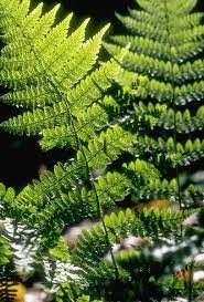 Fougère, plante utilisée chez les anciens Celtes et nordiques comme antiparasitaires.