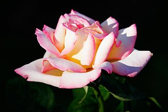 Variété de rose européenne.