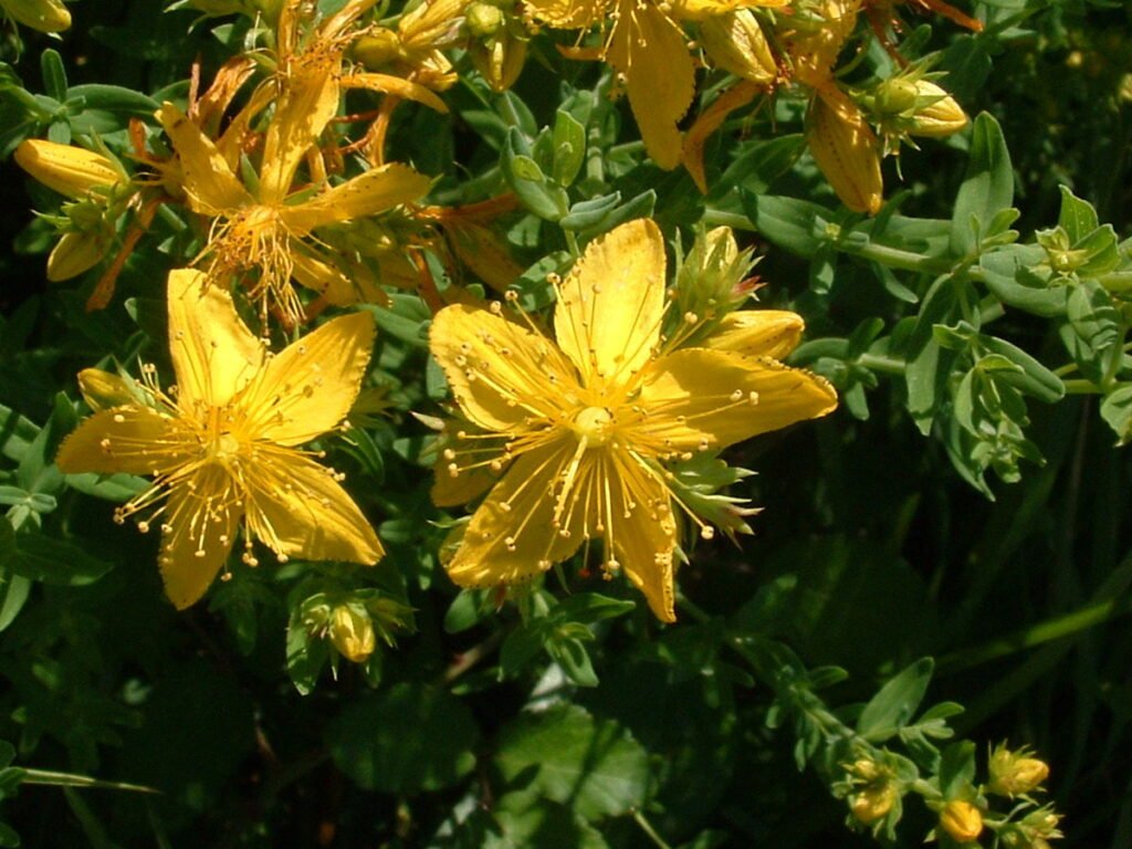 Millepertuis en fleurs, plante comestible que les anciens Celtes et Nordiques ont trouvé sur la terre, et ont mangé.