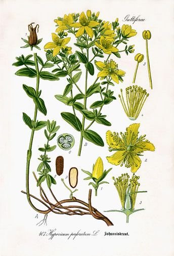 Plante comestible pour les humains et dangereuse pour les équidés (cheveux, ânes, juments, zèbres...), le millepertuis pousse en plein soleil, possiblement dans une terre rocheuse. Les annales végétales montrent l'intégralité de cette plante, des ses pousses, aux feuilles, aux bourgeons, aux fleurs, aux graines.