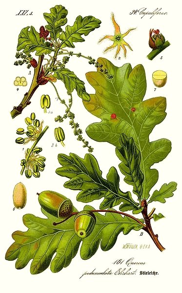 Le chĂŞne, symbole de la force ancienne.
