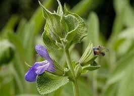 La sauge est une des plantes médicinales de l'Antiquité et du Moyen Âge. Au XVIeme siècle, le botaniste Jacob Tabernae-Montanus écrit que les femmes égyptiennes avaient l'habitude de boire du jus de sauge pour accroître leur fertilité, régulariser leurs cycles menstruels et faciliter leurs grossesses. Les Grecs appréciaient ses propriétés digestives et antiseptiques. Les Romains et les Arabes l'employaient communément comme tonique et en compresse contre les morsures de serpent. Elle faisait partie des plantes dont la culture est recommandée dans les domaines royaux par Charlemagne dans le capitulaire De Villis. Cette herbe royale se répandit dans toute l'Europe du Nord et de l'Est grâce aux Bénédictins qui la cultivaient dans les jardins des monastères