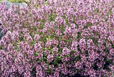 Thym sauvage, plante trouvée par les anciens Celtes et Nordiques qui fût consommée en infusions, cataplasmes, cuisines à leurs arrivées dans le Sud-est de la France.