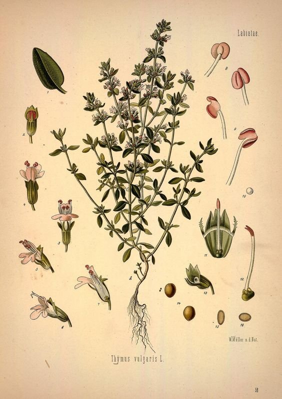 Thym sauvage appelé aussi "courage de l’âme"