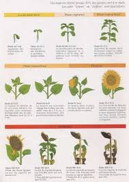 Tournesol appelée également "miroir du soleil"
