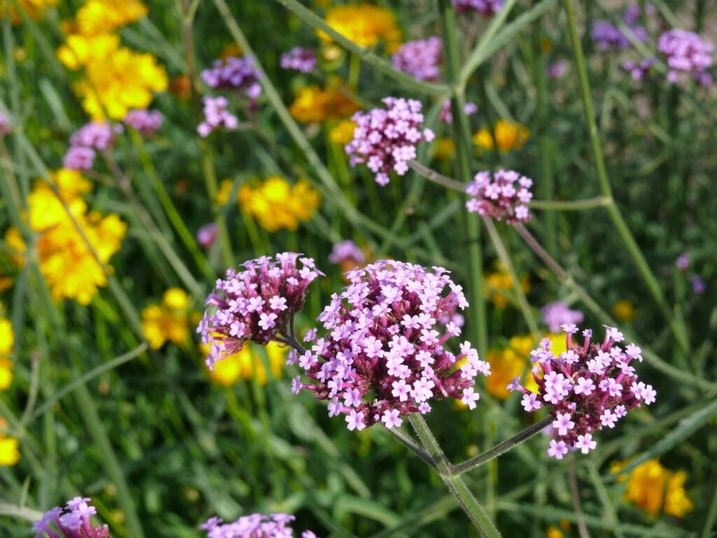 Verveine sauvage, herbe trouvée par les anciens Celtes et Nordiques qui fût consommée en infusions, cataplasmes, salades...