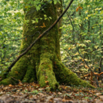 Arbre dans un forêt recouvert de mousse d'un vert profond, représentant la temps qui passe, la présence, l'ancrage, la force, l'amour et la lumière. image de couverture article 2025 : une année d'ancrage chez Le Chêne Enchanté.