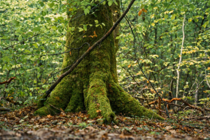 Arbre dans un forêt recouvert de mousse d'un vert profond, représentant la temps qui passe, la présence, l'ancrage, la force, l'amour et la lumière. image de couverture article 2025 : une année d'ancrage chez Le Chêne Enchanté.