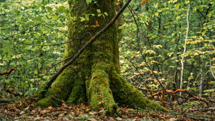 Arbre dans un forêt recouvert de mousse d'un vert profond, représentant la temps qui passe, la présence, l'ancrage, la force, l'amour et la lumière. image de couverture article 2025 : une année d'ancrage chez Le Chêne Enchanté.