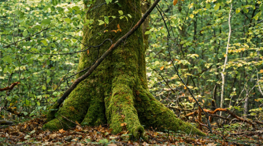 Arbre dans un forêt recouvert de mousse d'un vert profond, représentant la temps qui passe, la présence, l'ancrage, la force, l'amour et la lumière. image de couverture article 2025 : une année d'ancrage chez Le Chêne Enchanté.