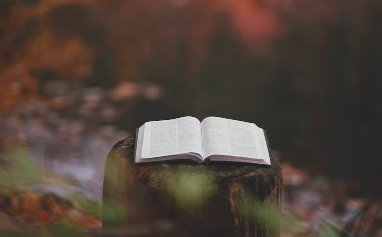 Livre ouvert sur une vielle souche d'arbre au milieu de la forêt aux couleurs du marron chaud des arbres, du orangé-cuivré des sous-bois et du vert profond de la mousse végétale naturelle. Cette photographie illustre la page Grimoire d'Or chez Le Chêne Enchanté où chaque personne ayant acheté un bijou joaillier dans mon entreprise peut déposer un commentaire.